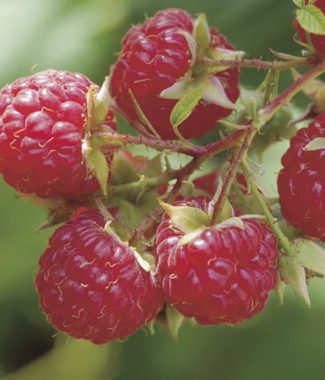 "Boyne" Raspberry