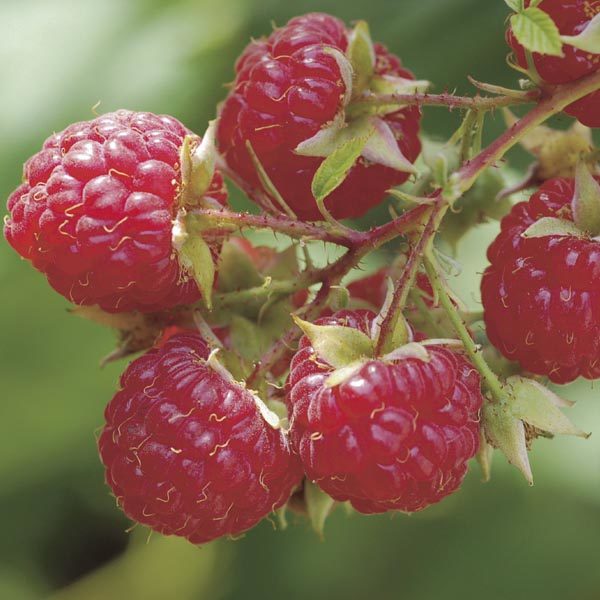 "Boyne" Raspberry