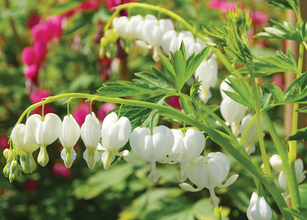 "Alba" bleeding heart (white)