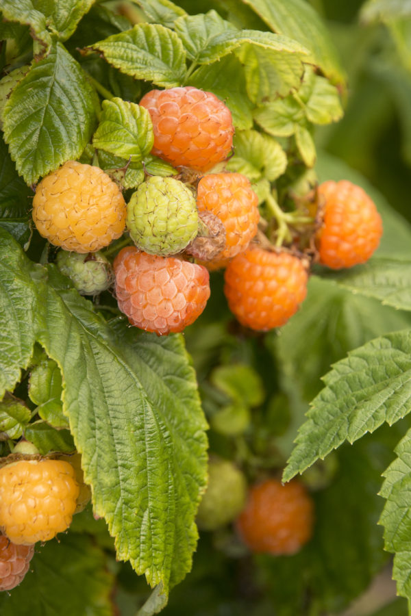 "Fall Gold" Raspberry