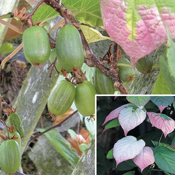 Kiwi - "Arctic Beauty" - Image 2