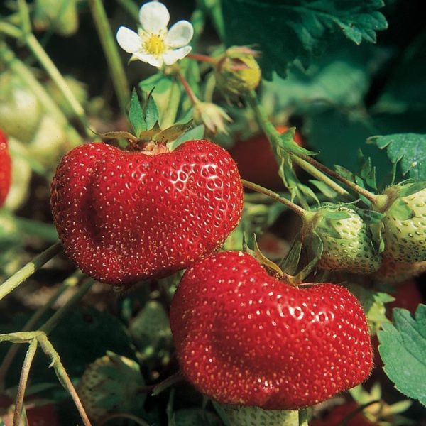 "Ozark Beauty" Strawberry