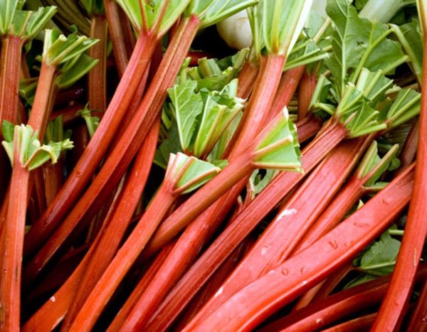 "Crimson Cherry" Rhubarb