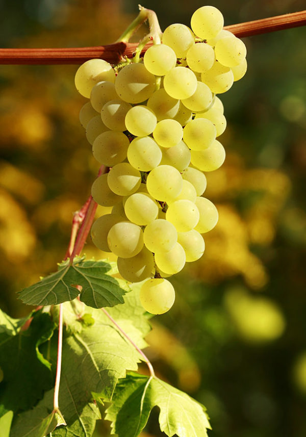 "Prairie Star" Grape