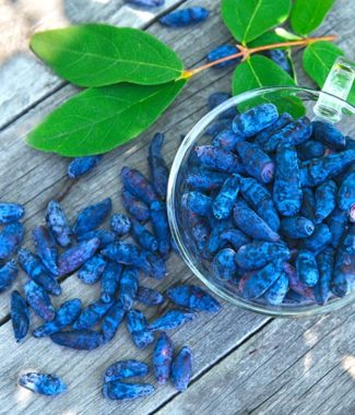 "Berry Blue" Haskap