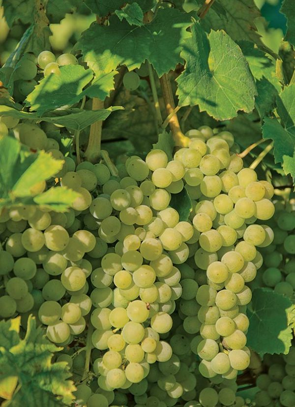 "Elvira" Grape