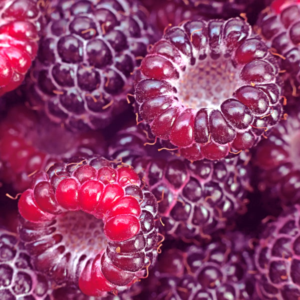 "Royalty" Purple Raspberry