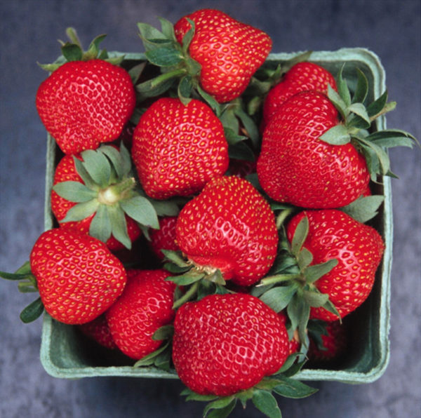 "AC Wendy" Strawberry