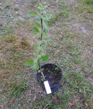 Assorted 2yo Apple Trees