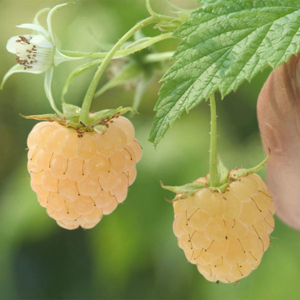 "Anne" Yellow Raspberry
