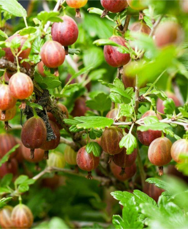 "Poorman" Gooseberry