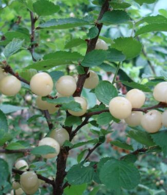 "Jules" White Nanking Cherry