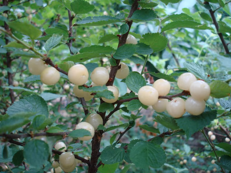 "Jules" White Nanking Cherry